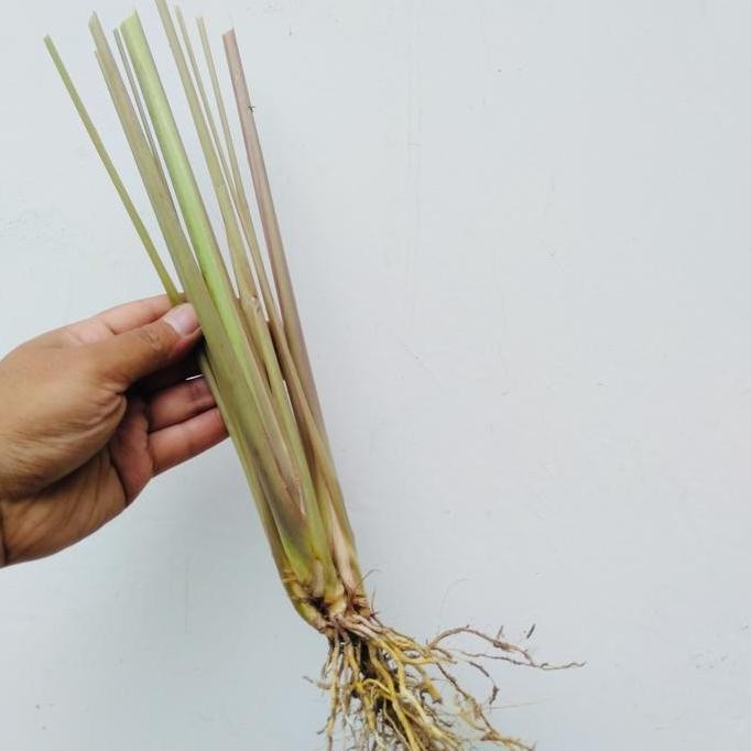 

Terlaris Bibit Serei Merah Serai Wangi Bibit Sereh Merah - Bibit Super