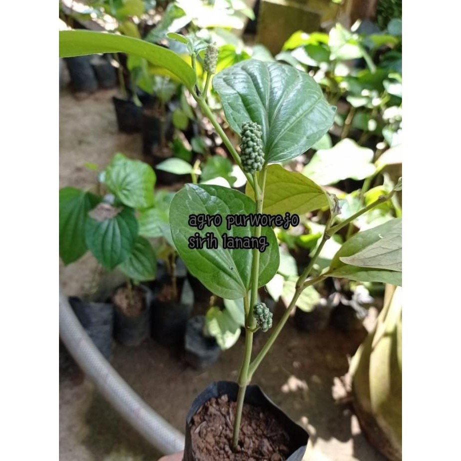 

Terlaris Murah Bibit Tanaman Herbal Sirih Lanang/Suruh Lanang/Cabean/Karok Hargamurah