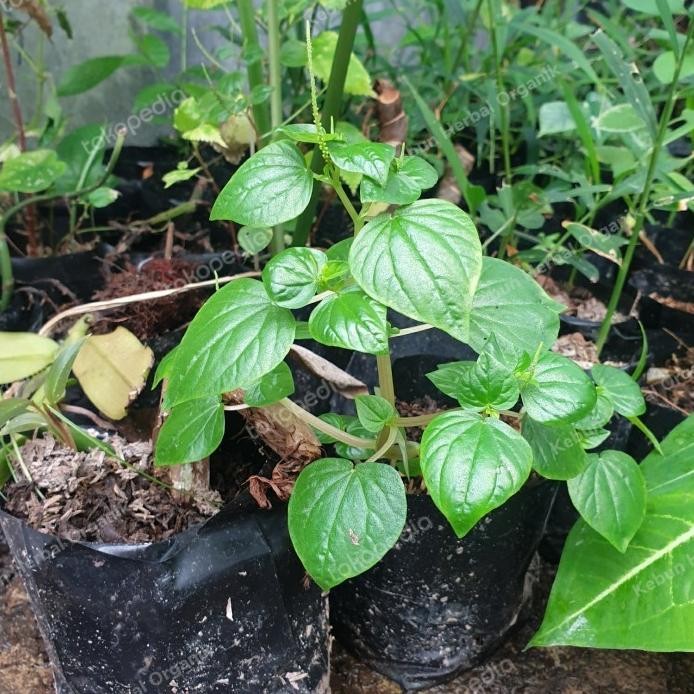 

Terlaris Bibit Tanaman Suruhan / Sirih Cina