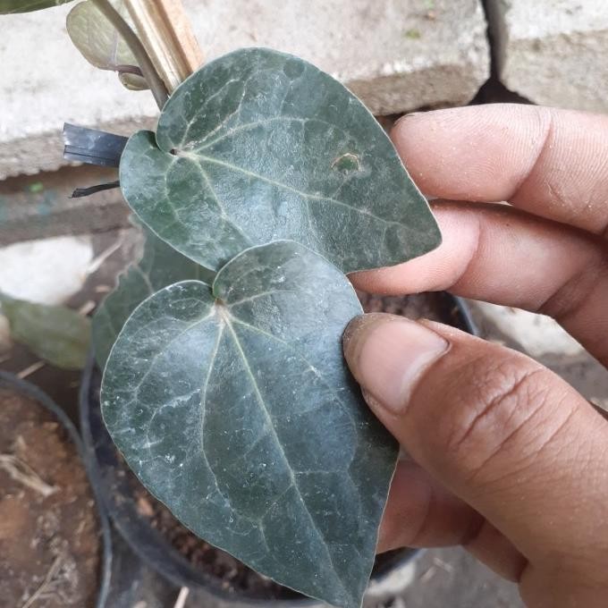 

Terlaris Bibit Tanaman Sirih Hitam Herbal Unggul Bibit Tanaman Super Unggul Asli Original