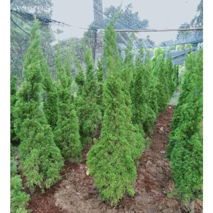 New Pohon Cemara Lilin Tinggi 2Meter - Tanaman Cemara Lilin
