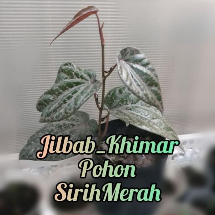 

Terlaris Bibit Pohon Sirih Merah Ketemu Ros Segar / Benih Pohon S Dubtse 1857Ie