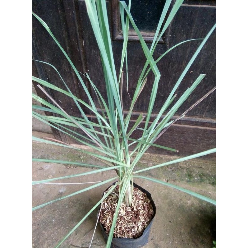 

Terlaris Bibit Tanaman Pohon Sereh/Buat Bumbu Masak Eeee