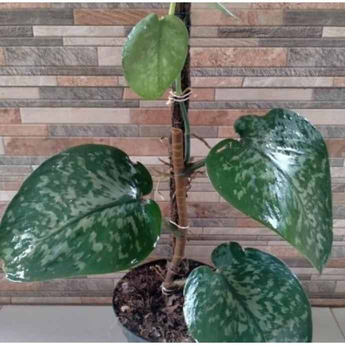 

Terlaris Cod Bibit Sirih Gading Scindapsus Silver Jumbo (Bonggol/Batang) Terlaris