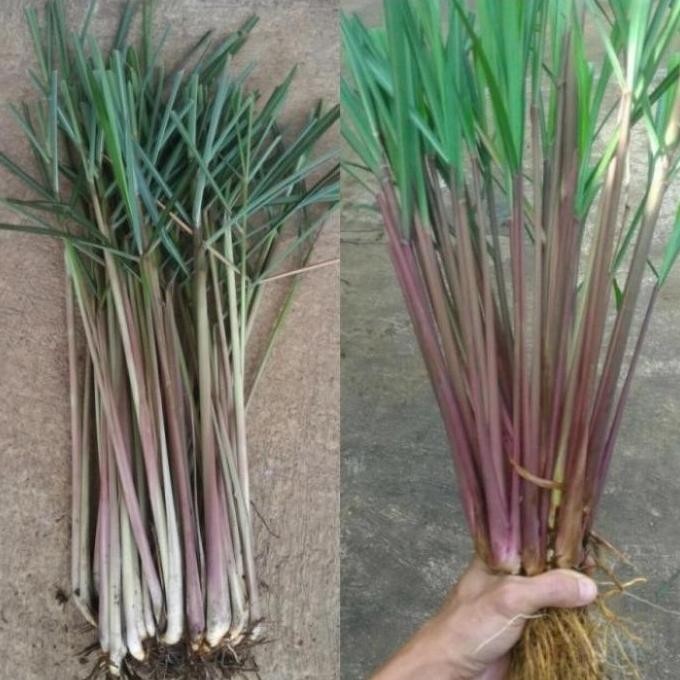 

Terlaris Bibit Sereh Wangi,Sereh Lanang,Sereh Merah,Tanaman Herbal,Harga/Batang