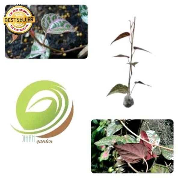 

Terlaris Paket 4 Bibit Daun Sirih Merah-Tanaman Herbal