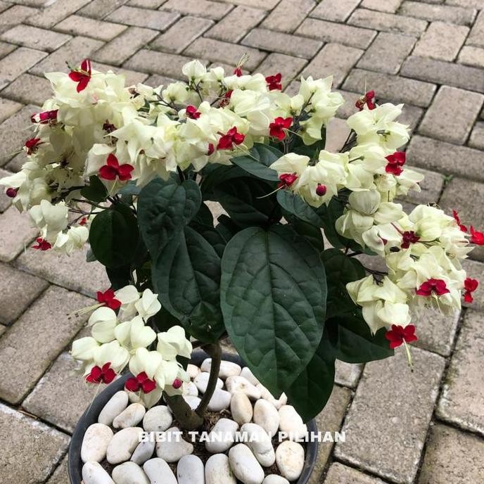 

Terlaris Bibit Tanaman Bunga Nona Makan Sirih Putih Outdoor Rambat