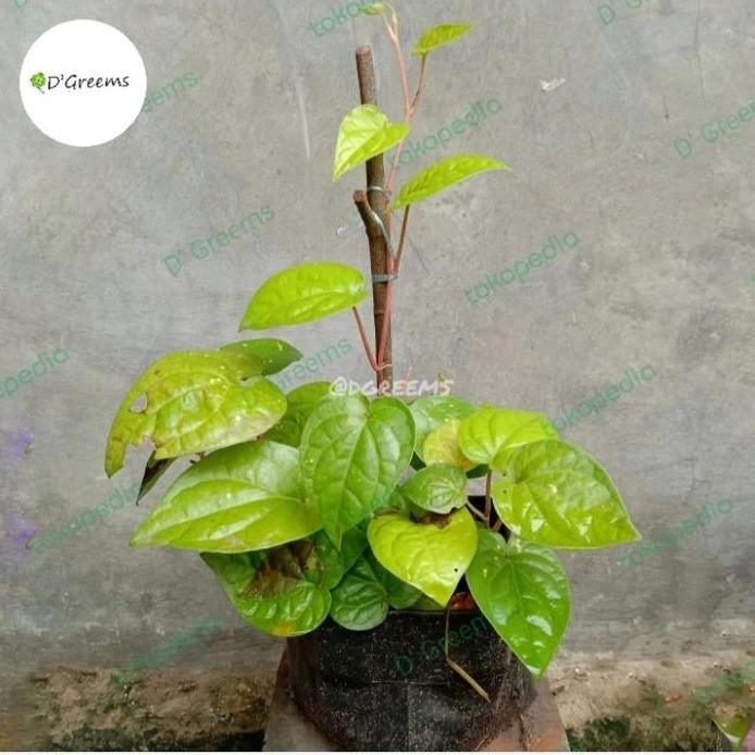 

Terlaris Bibit Tanaman Sirih Hijau | Beli 3 Gratis 1
