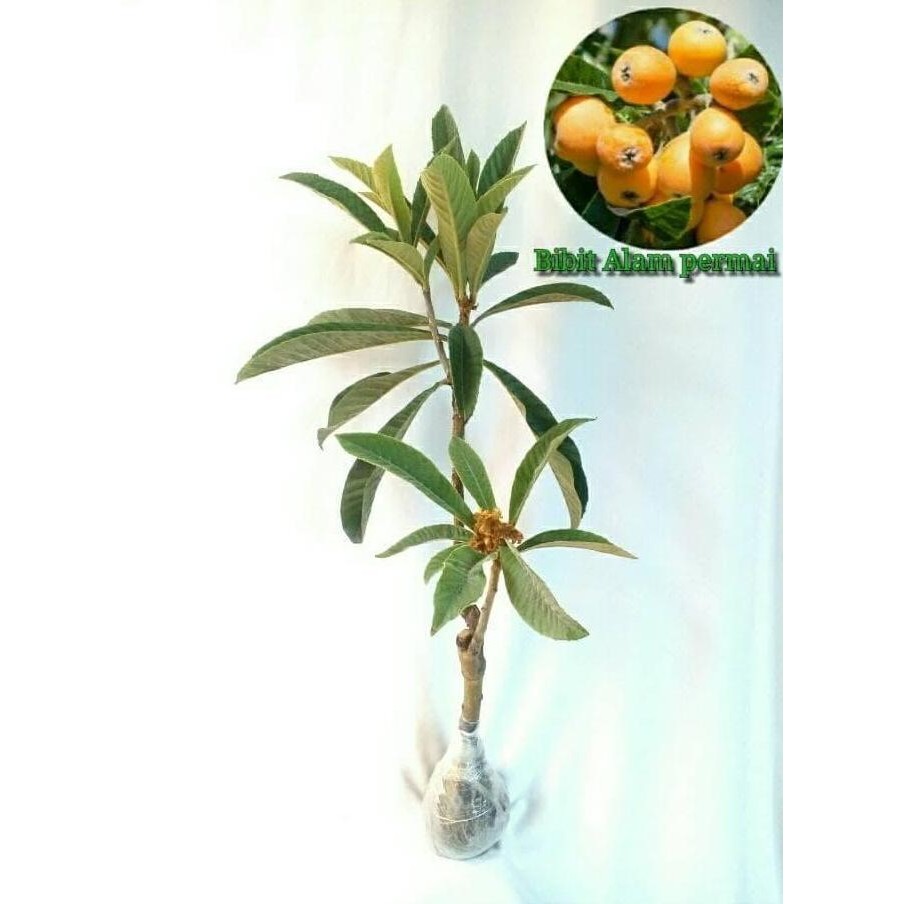 BARANG SUPER POHON Bibit Tanaman Buah Leci Bi At Loquat UNGGULAN