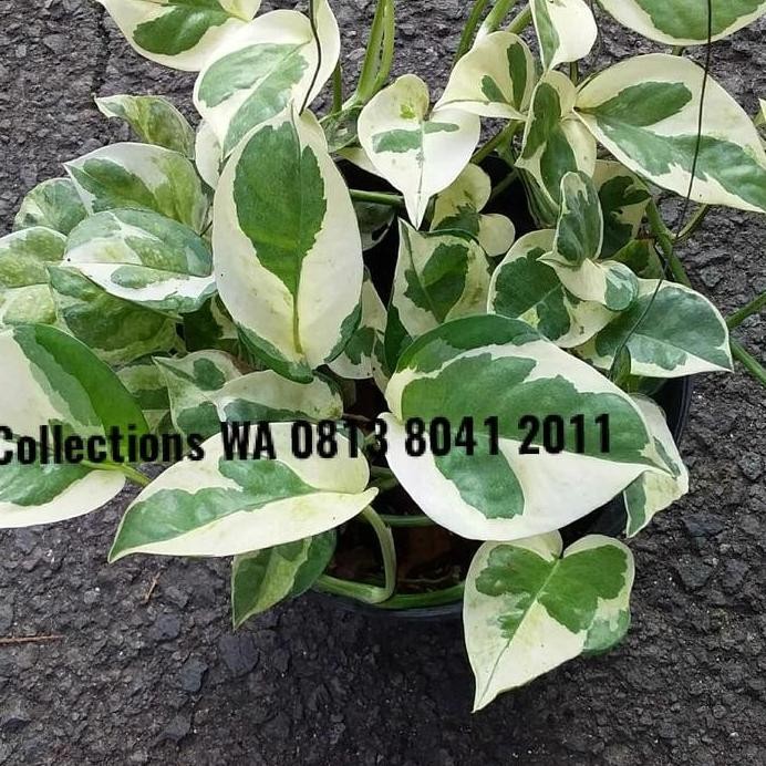 

Terlaris Bibit Tanaman Hias Gantung Sirih Gading Variegata Corak Besar Murah