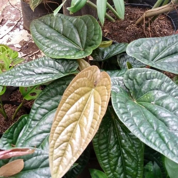 Terlaris Bibit Anthurium Sirih // Anthurium Sirih