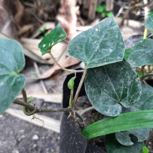 

Terlaris Bibit Tanaman Sirih Hijau Herbal ( Piper Betle ) [Termurah]