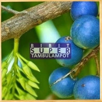 BARANG SUPER POHON VIRALL Bibit Tanaman Buah jenitri Okulasi Stek Cangkok Unggul