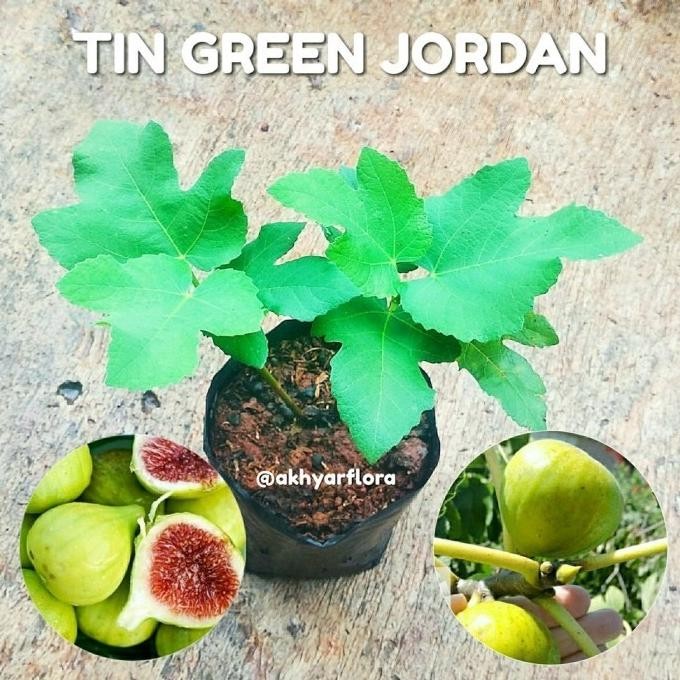 BARANG SUPER Bibit Buah Tin Green Jordan Okulasi Cepat Berbuah | Pohon Tin SEGAR