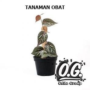 

Terlaris Bibit Tanaman Sirih Merah - Tanaman Obat Sirih Merah