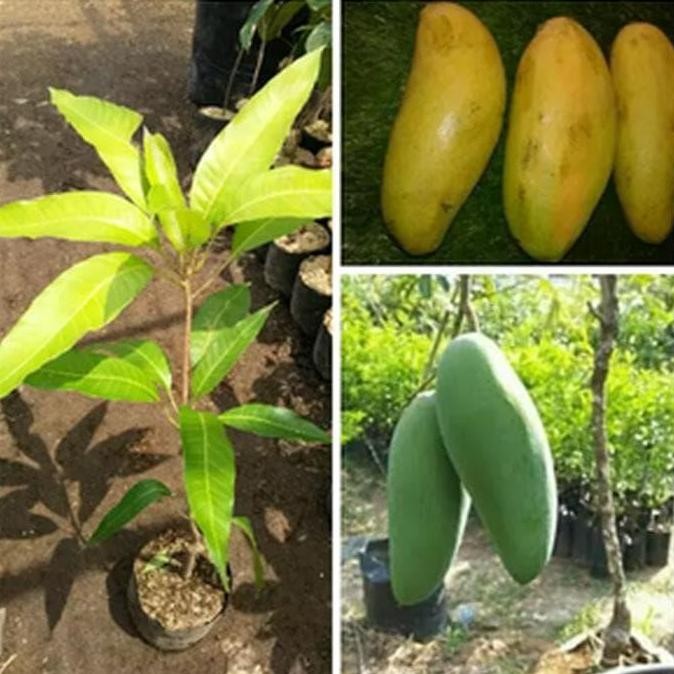 Bibit Tanaman Buah Mangga Golek Super pohon mangga golek PREMIUM