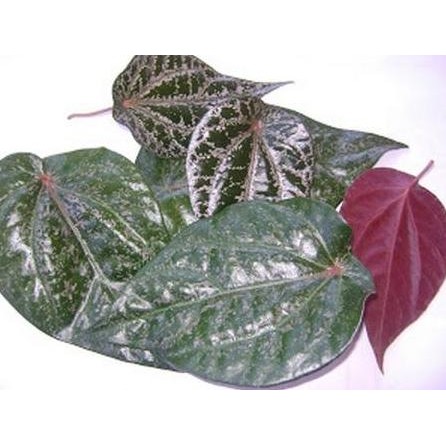 

Terlaris Daun Sirih Merah / Bunga / Bibit / Kembang / Tanaman / Hias / Pohon