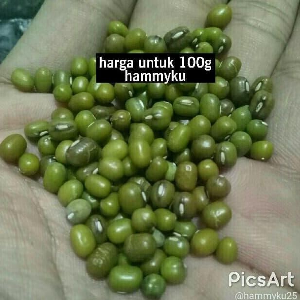 

Terlaris Kacang Hijau - Hamster