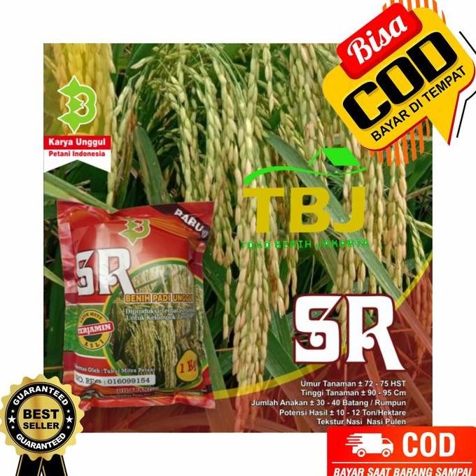 

Terlaris Benih Bibit Padi Sr Unggul Super