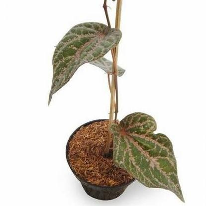 

Terlaris Bibit Tanaman Sirih Merah Herbal/Sirih Merah /Sirih Obat