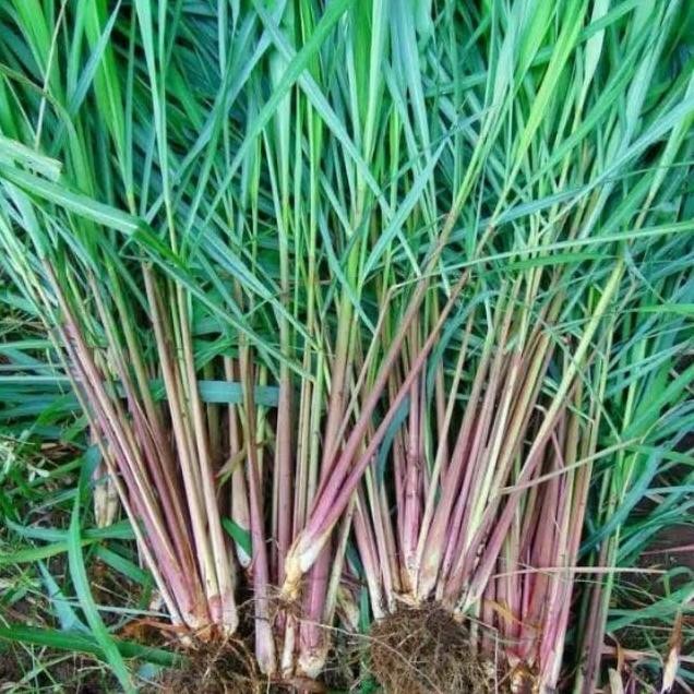 

Terlaris Cod Bibit Tanaman Sereh Wangi/Sereh Merah Asli