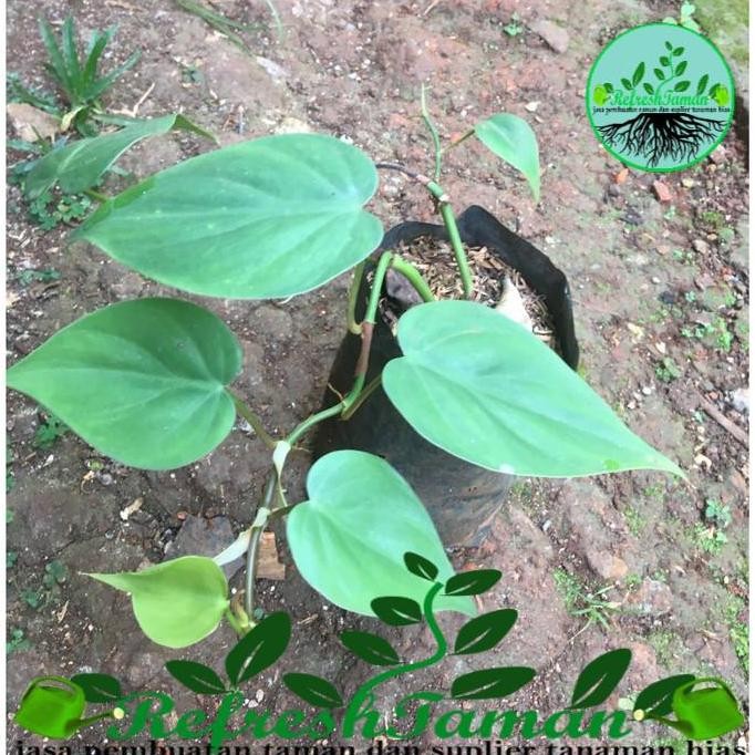 

Terlaris Bibit Tanaman Gantung Sirih Gading Hijau - Philo Brazil Green