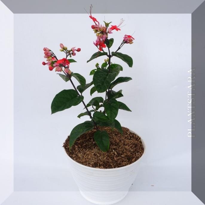 

Terlaris Bibit Tanaman Bunga Nona Makan Sirih Pohon Hidup Bergaransi