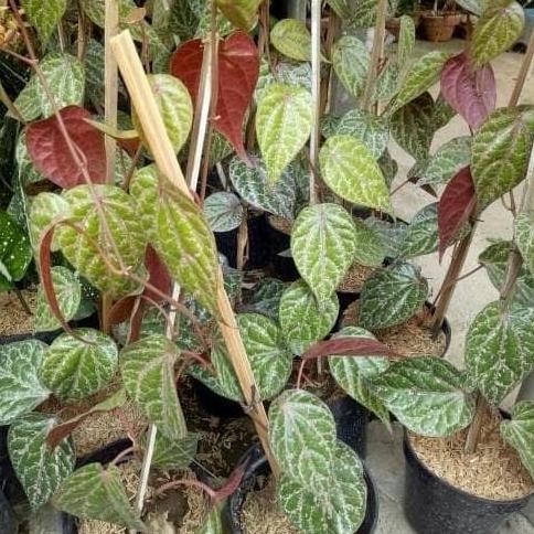 

Terlaris Bibit Tanaman Sirih Merah Unggul - Tanaman Obat