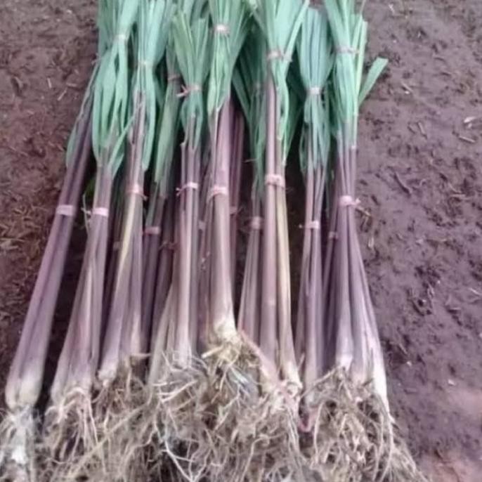 

Terlaris Premium ! Bibit Sereh Merah/Sereh Wangi Dengan Akar Original 100%