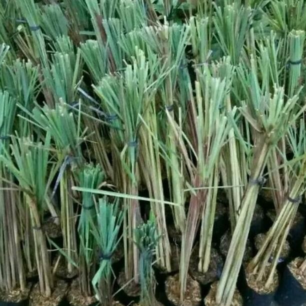 

Terlaris Bibit Tanaman Sereh Bumbu Masak Dan Obat Herbal Alami - Beli 3 Gratis 1
