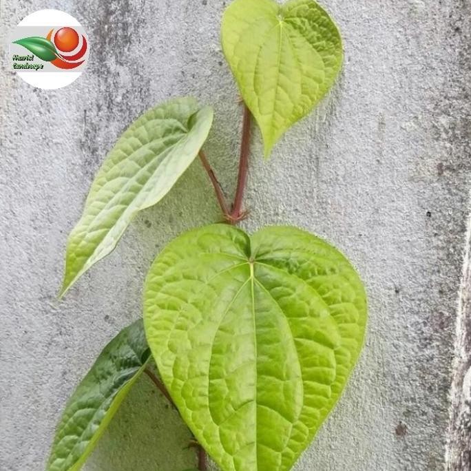 

Terlaris Tanaman Herbal Sirih Atau Bibit Sirih Herbal Hijau