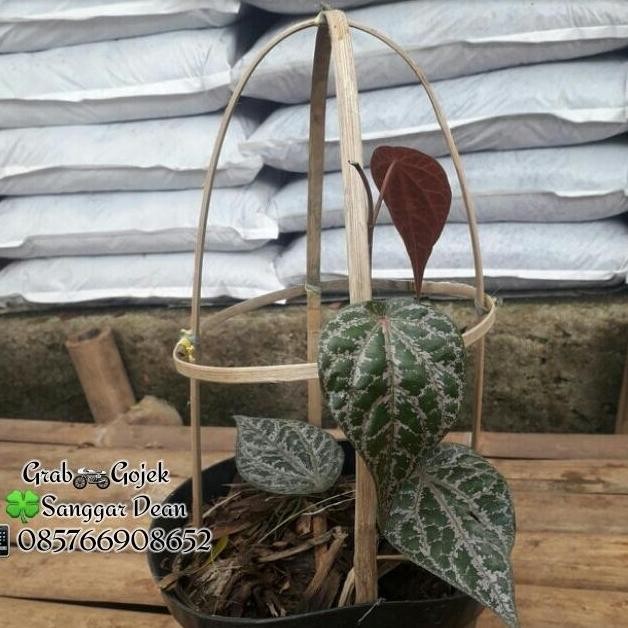 

Terlaris Jual Bibit Tanaman Daun Sirih Merah/Obat Herbal