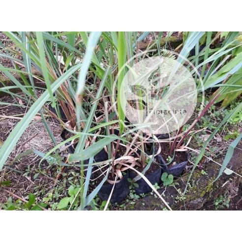 

Terlaris Bibit Pohon Sereh Ngi / Tanaman Serai Merah / Minyak Herbal Istimewa