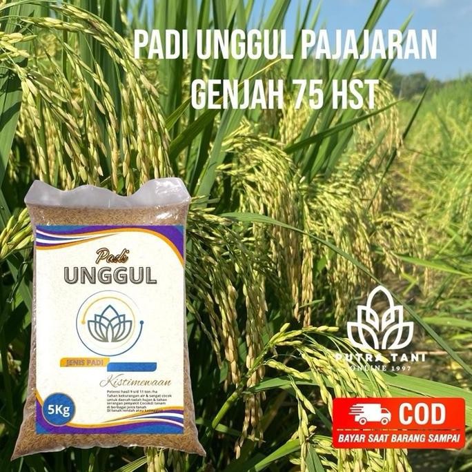 

Terlaris Padi Unggul Pajajaran 75 Genjah 75 Hst