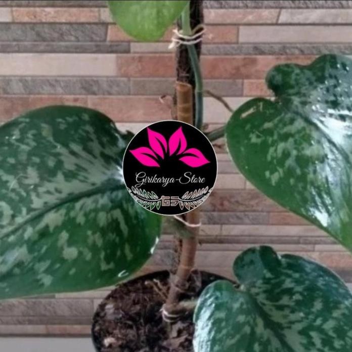 

Terlaris Bibit Sirih Gading Scindapsus Silver Jumbo(Bonggol/Batang)