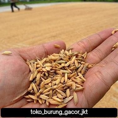 

Terlaris Gabah Padi 1 Kg