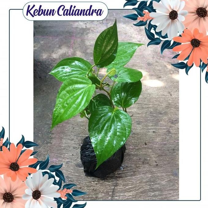 

Terlaris Kebun Kaliandra - Bibit Tanaman Sirih Hijau