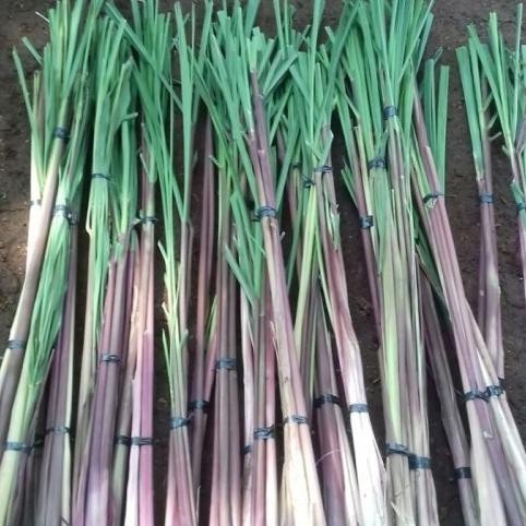 

Terlaris Best Bibit Sereh Wangi Merah Wulung Lanang Segar Variasi - 100 Gram