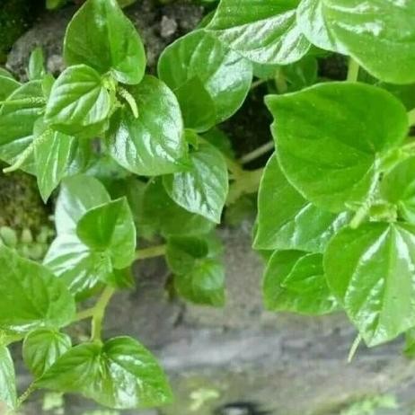 

Terlaris Daun Sirih Cina Ketumpang / Daun Suruhan Segar, Per 500Gram Bibit Tanaman Super Unggul Asli Original