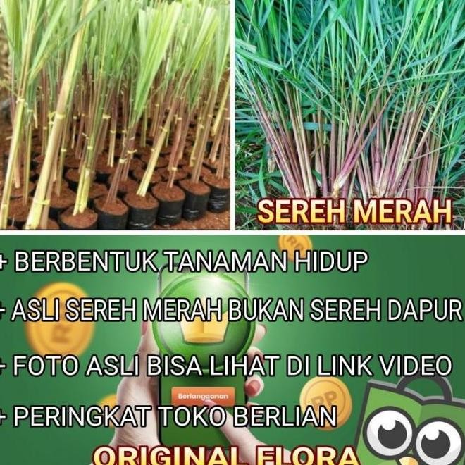 

Terlaris Ankn Bibit Tanamanobat Serai Wangi Merah Sereh Merah (Cymbopogon Nardus)