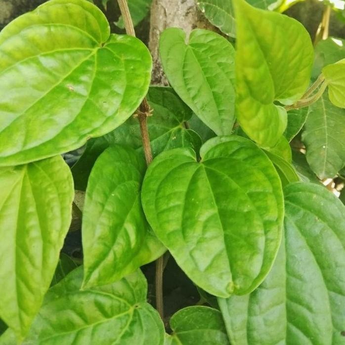 

Terlaris Tanaman Herbal Daun Sirih Hijau/Bibit Tanaman Daun Sirih Sjnfpg 7866Ny