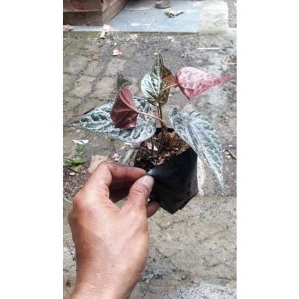 

Terlaris Bibit Sirih Merah (Herbal) Jvkiit 7841Lg