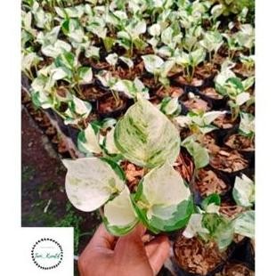 

Terlaris Sirih Gading Manjula Bibit