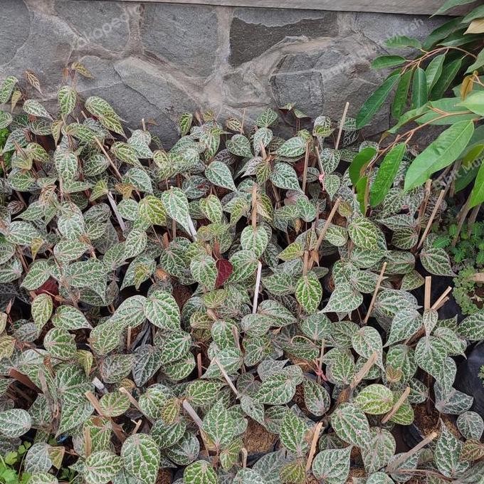 Terlaris Bibit Tanaman Daun Sirih Merah-Pohon Daun Herbal Sirih Merah-Pohon