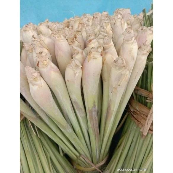 

Terlaris Bibit Sereh Bangkok Serai Gajah Siap Tanam 1Kg Kowsbe 9555Km