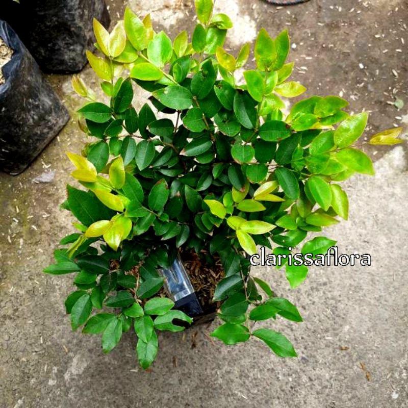 Pohon Anggur Brazil - Tanaman Anggur Brazil - Pohon Buah