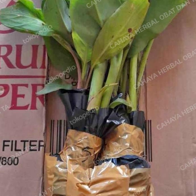 

Terlaris Bibit Pohon Pisang Tanduk,Raja Bulu,Raja Sereh,Pisang Udang Merah Dll