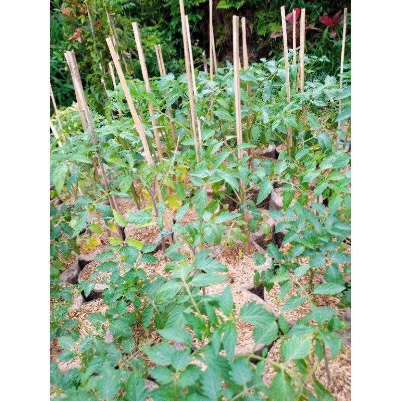 Tanaman Pohon Tomat Cherry / Pohon Buah Tomat