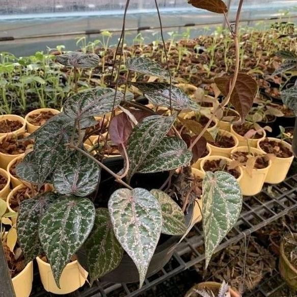 

Terlaris Bibit Sirih Merah (Herbal) Siap Tanam (Beli 5 Gratis 1) Oziwts 7932Dv