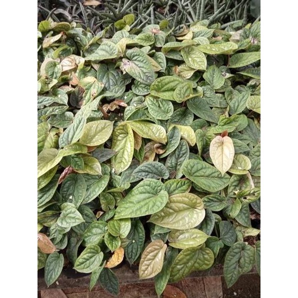 

Terlaris Tanaman Hias Bibit Anthurium Sirih - Antarium Sirih Yjyowa 7419Sw